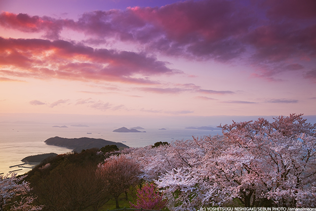 香川の桜