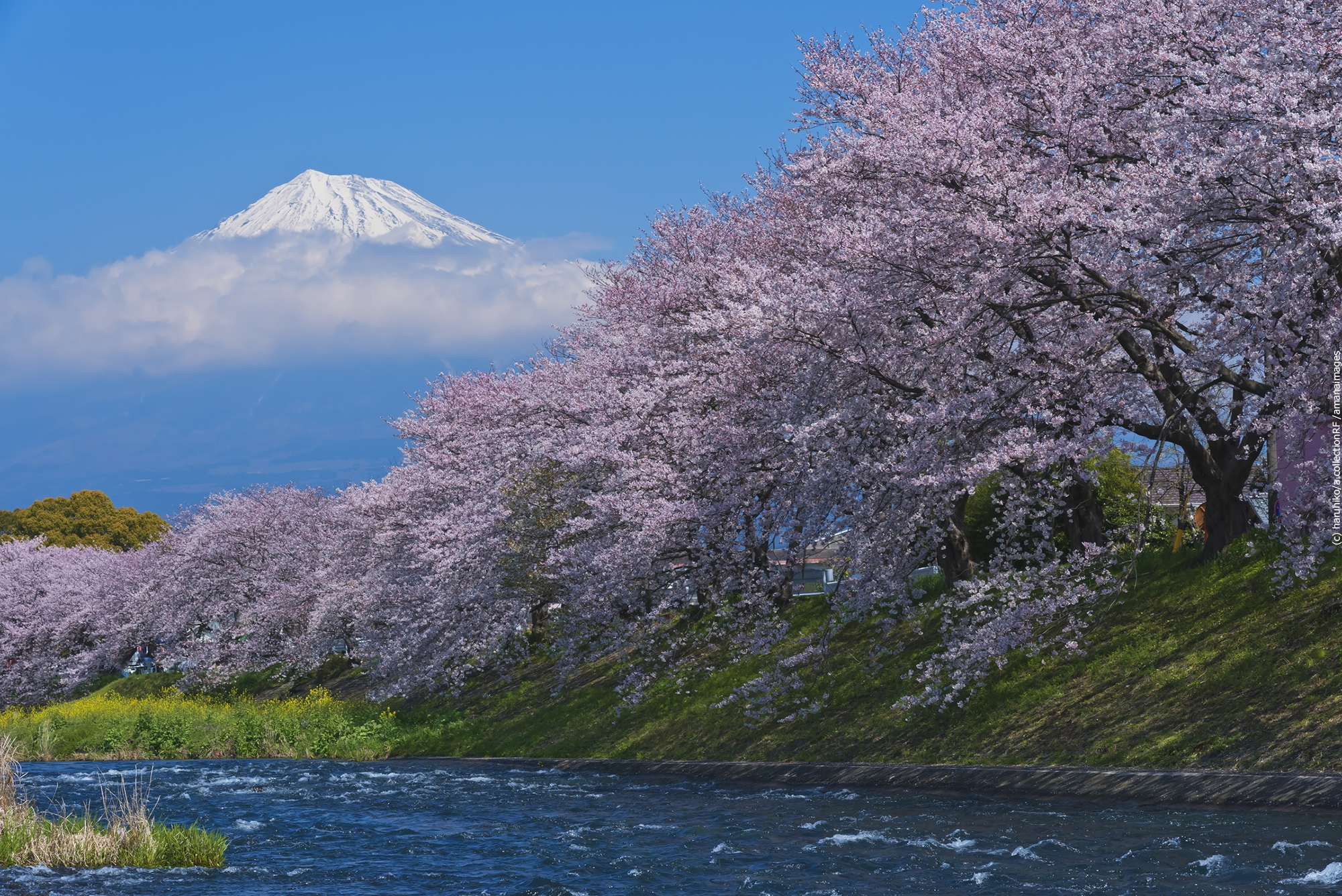 富士山と潤井川龍巌淵の桜