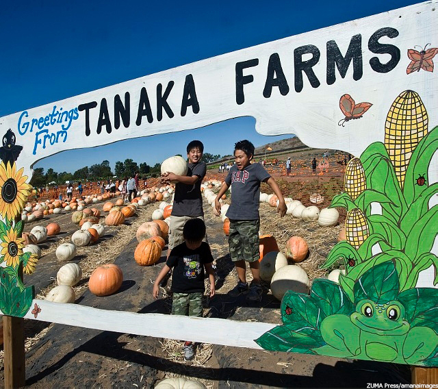 アーバイン Tanaka Farms