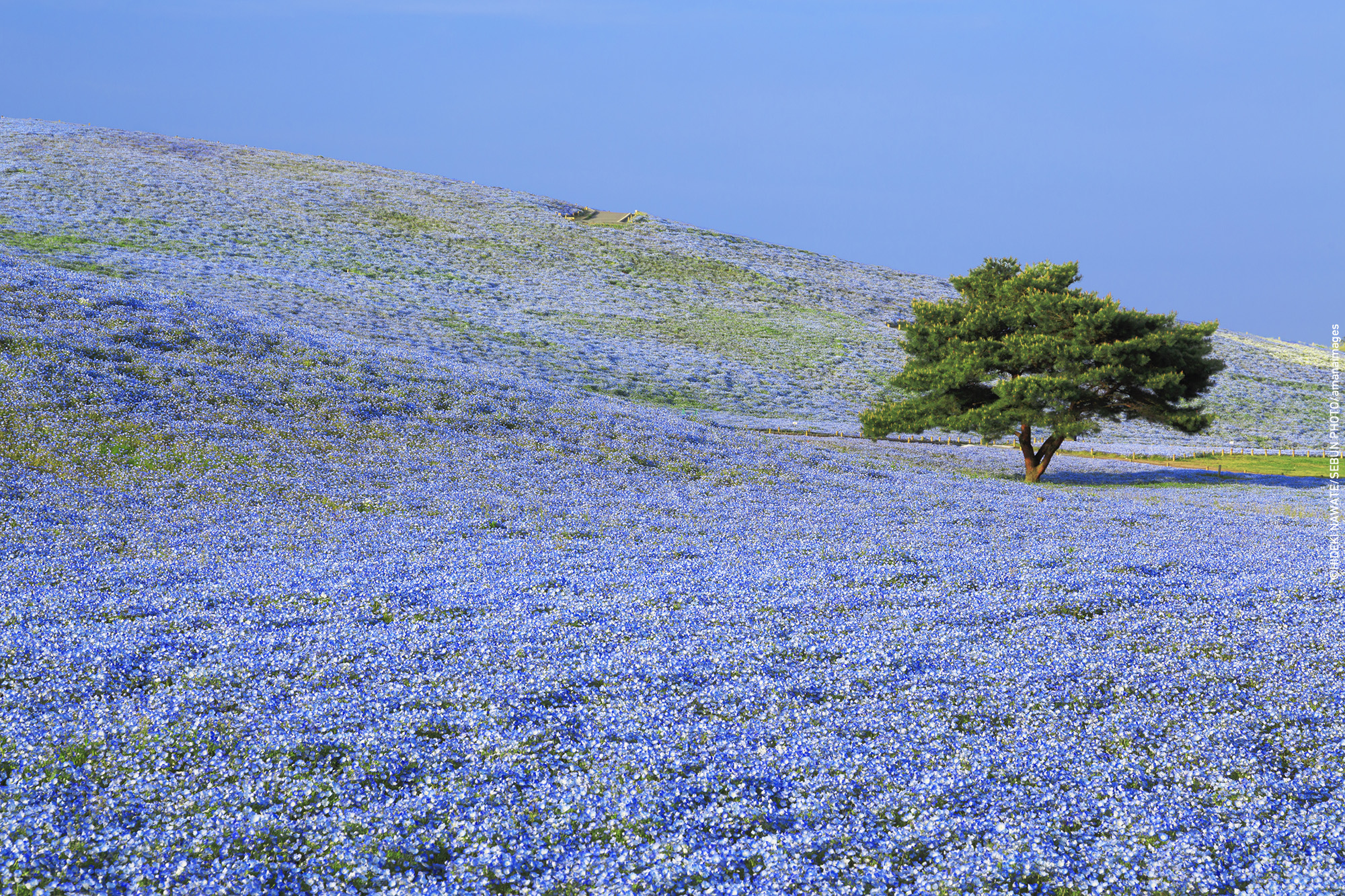 日本の春は桜だけじゃない 国内春の絶景 ９選 Portfolio By Amanaimages ポートフォリオ
