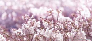 今どこ撮る？　今年の桜はここ！